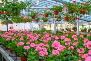 usamv, plante, arbusti, vanzare