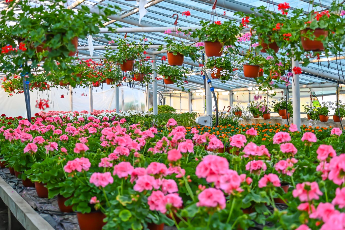 usamv, plante, arbusti, vanzare