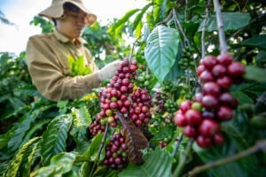 ceafea, vietnam, robusta, preturi