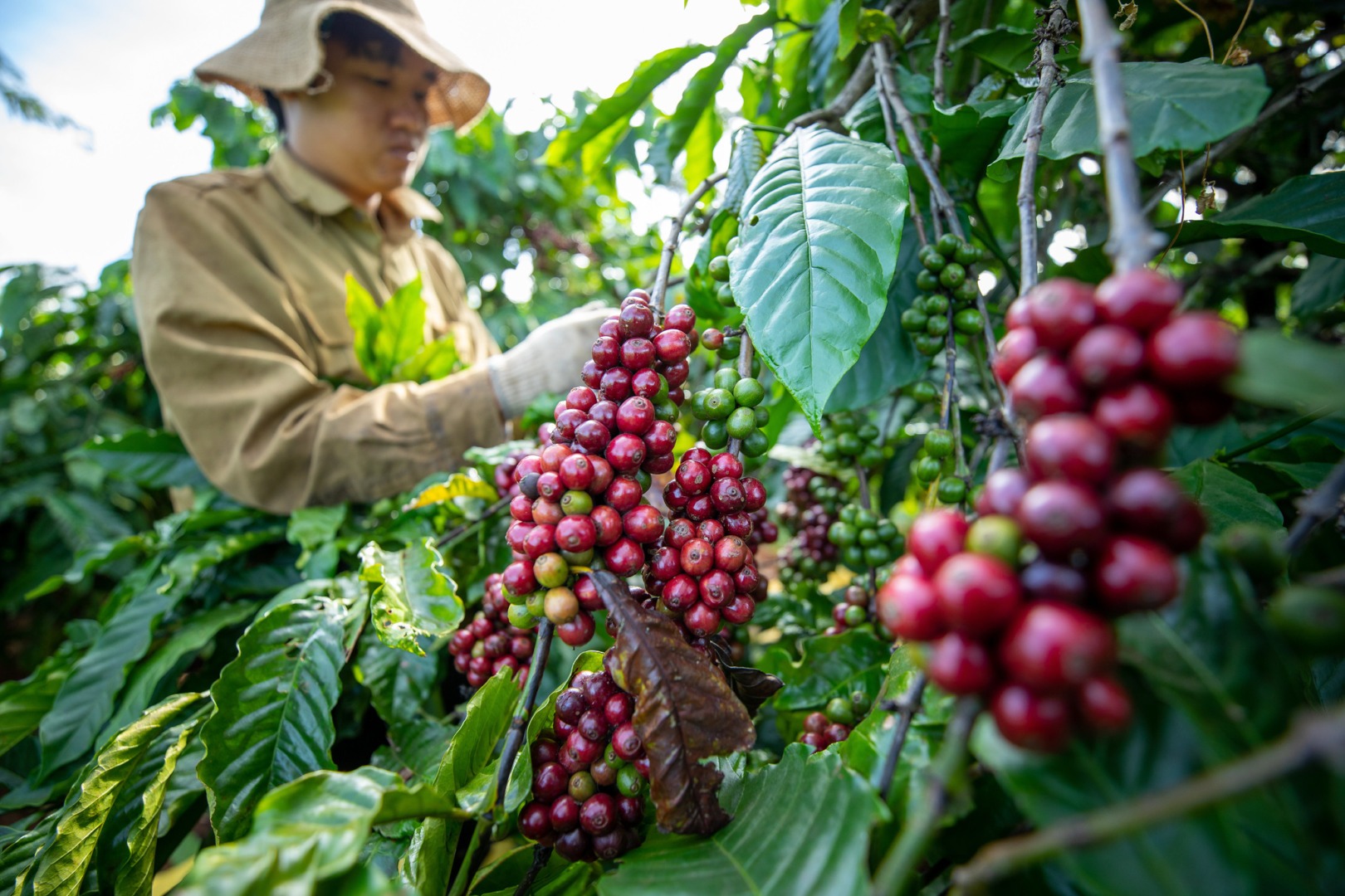ceafea, vietnam, robusta, preturi