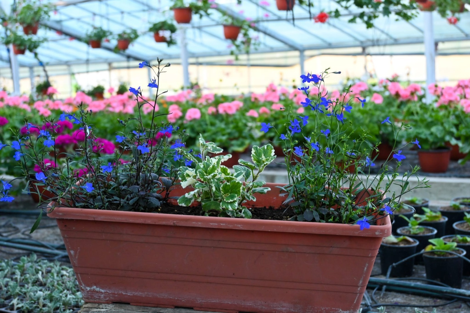 usamv, plante, arbusti, vanzare