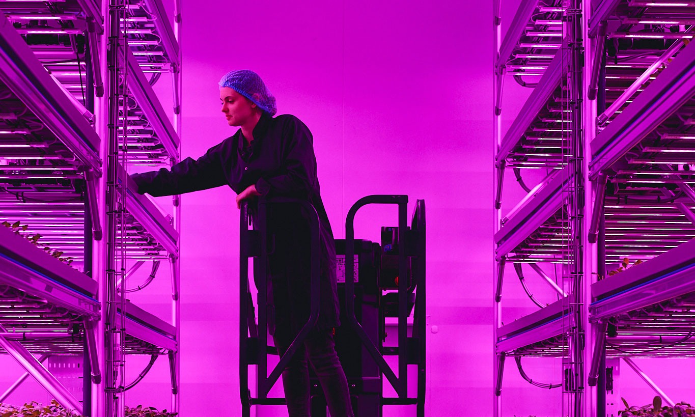 ferma, anglia, tehnologie, legume