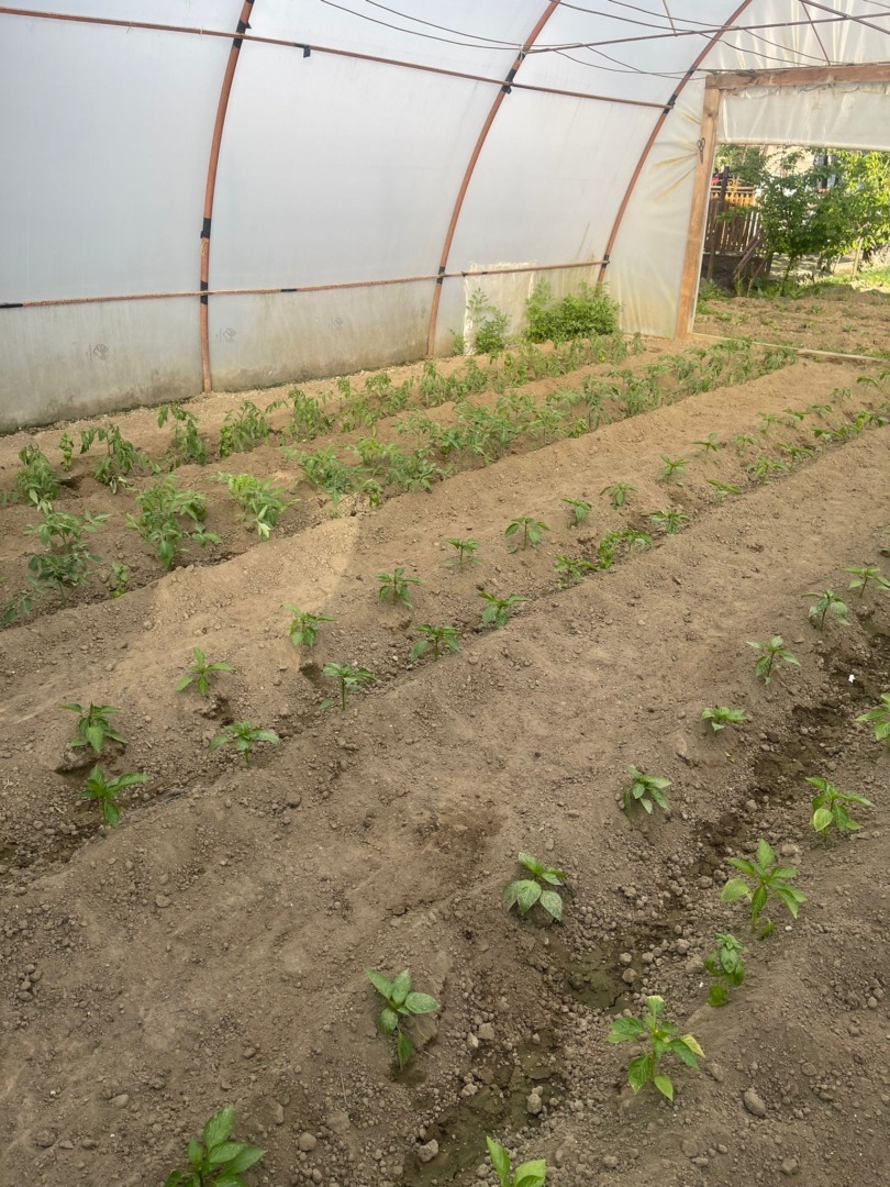 solar, grădină, bio