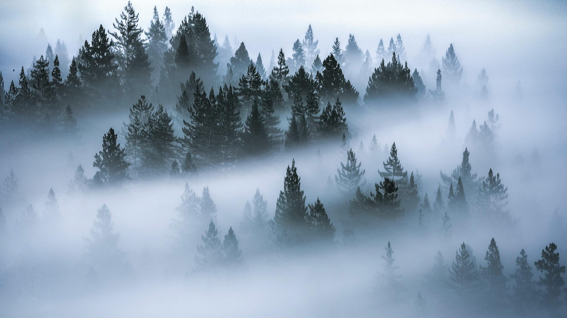 bruma, livezi, gorj, vita de vie