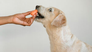 caini, dieta, plante, earth animal