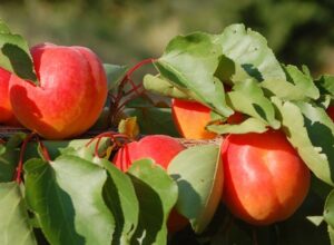 fructe, marca inregistrata, Bruxelles, alimente