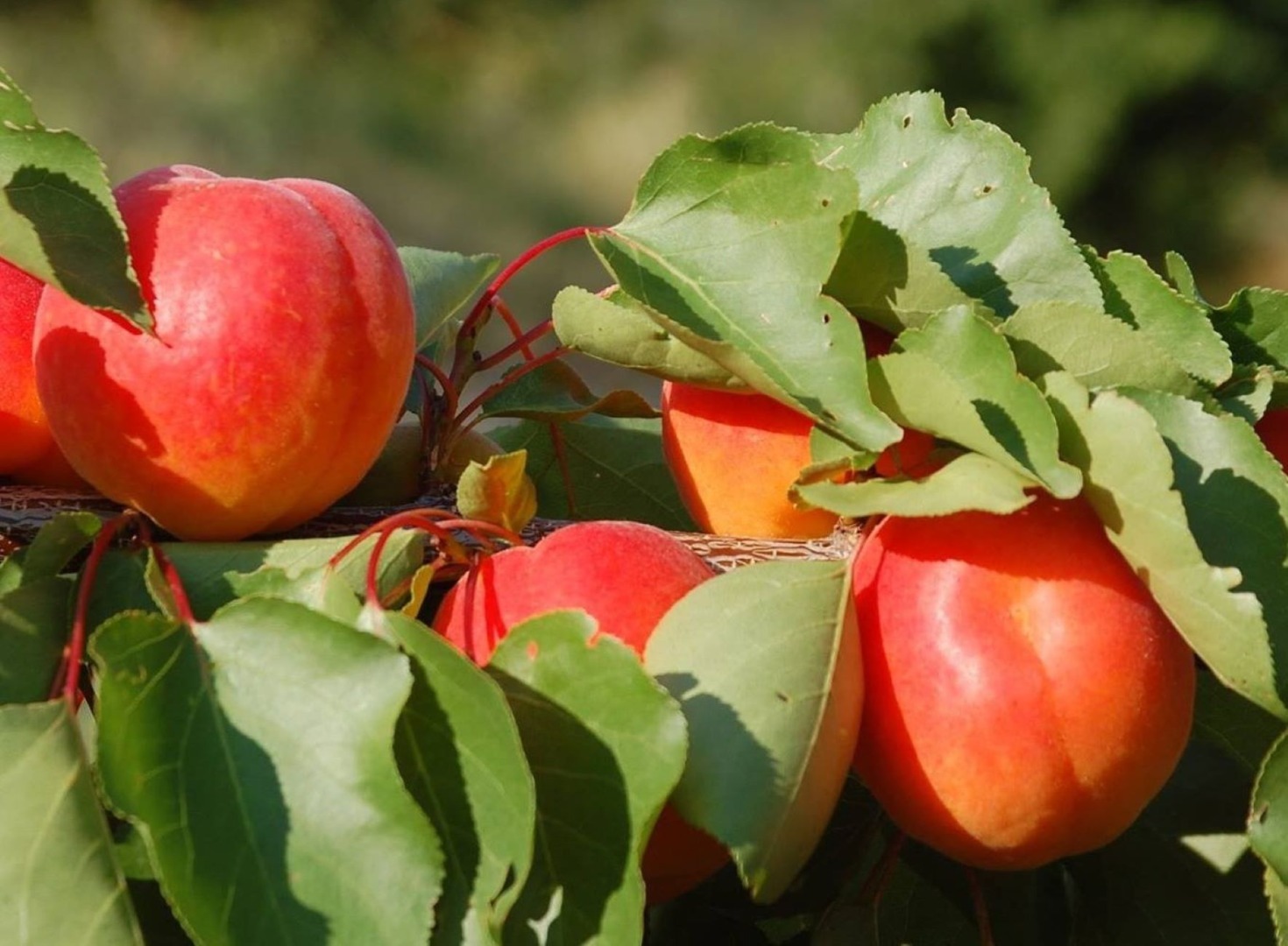 fructe, marca inregistrata, Bruxelles, alimente