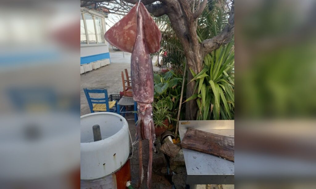 calmar, grecia, calmar gigant, calmar la gratar