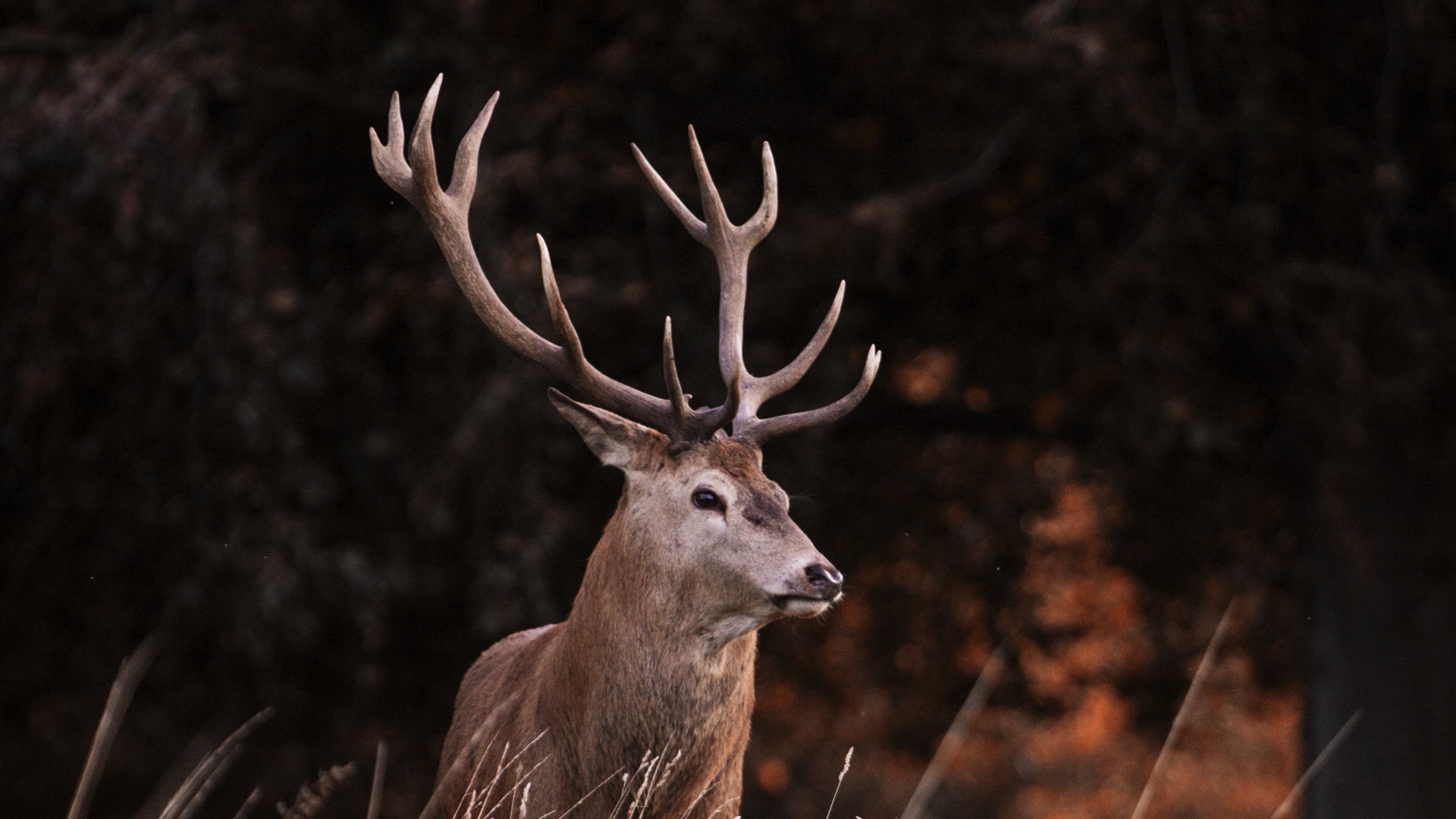 fermier, perchezitii, arad, cerb