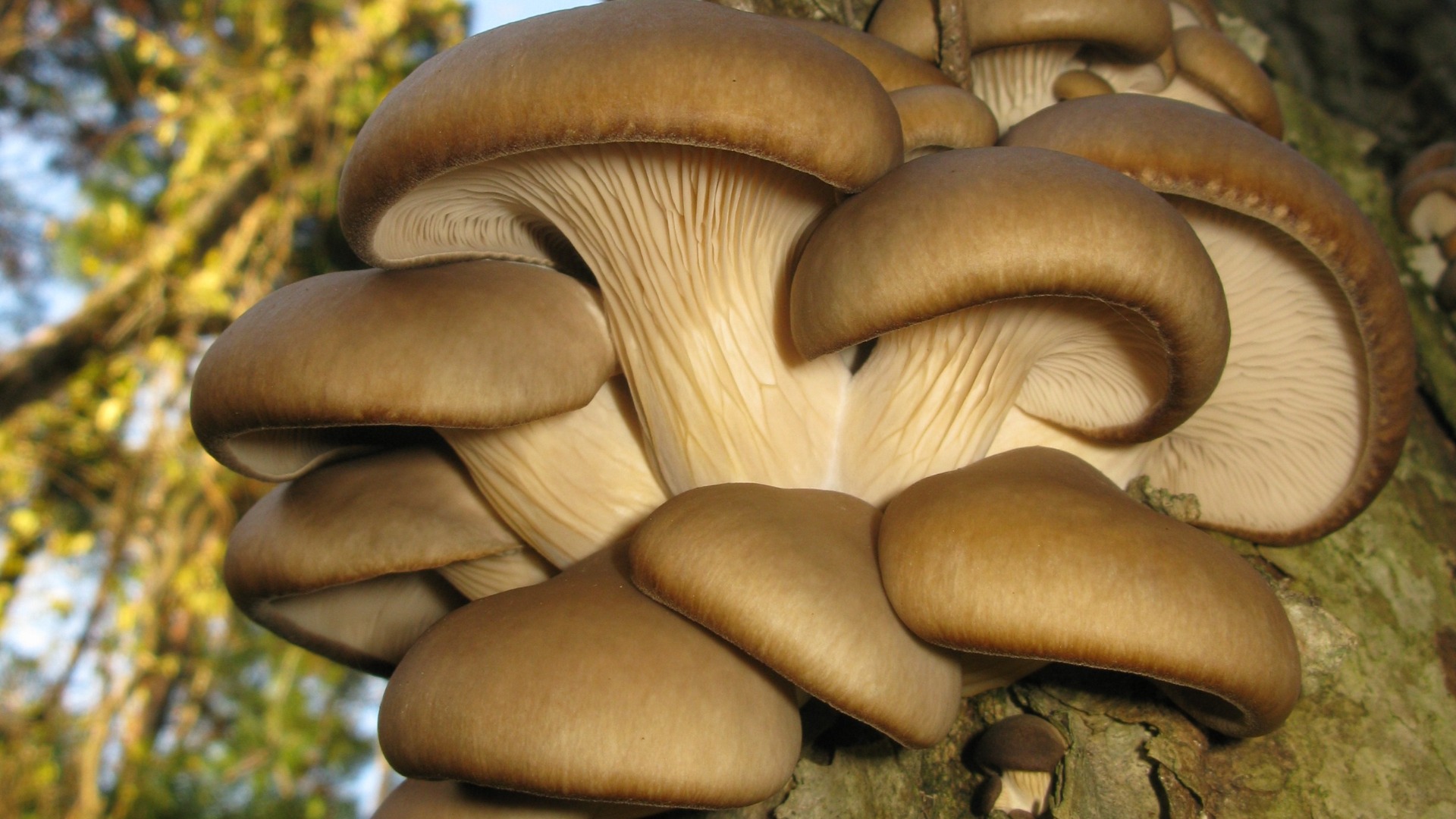 ciuperci, sanatate, boli de inima, cancer