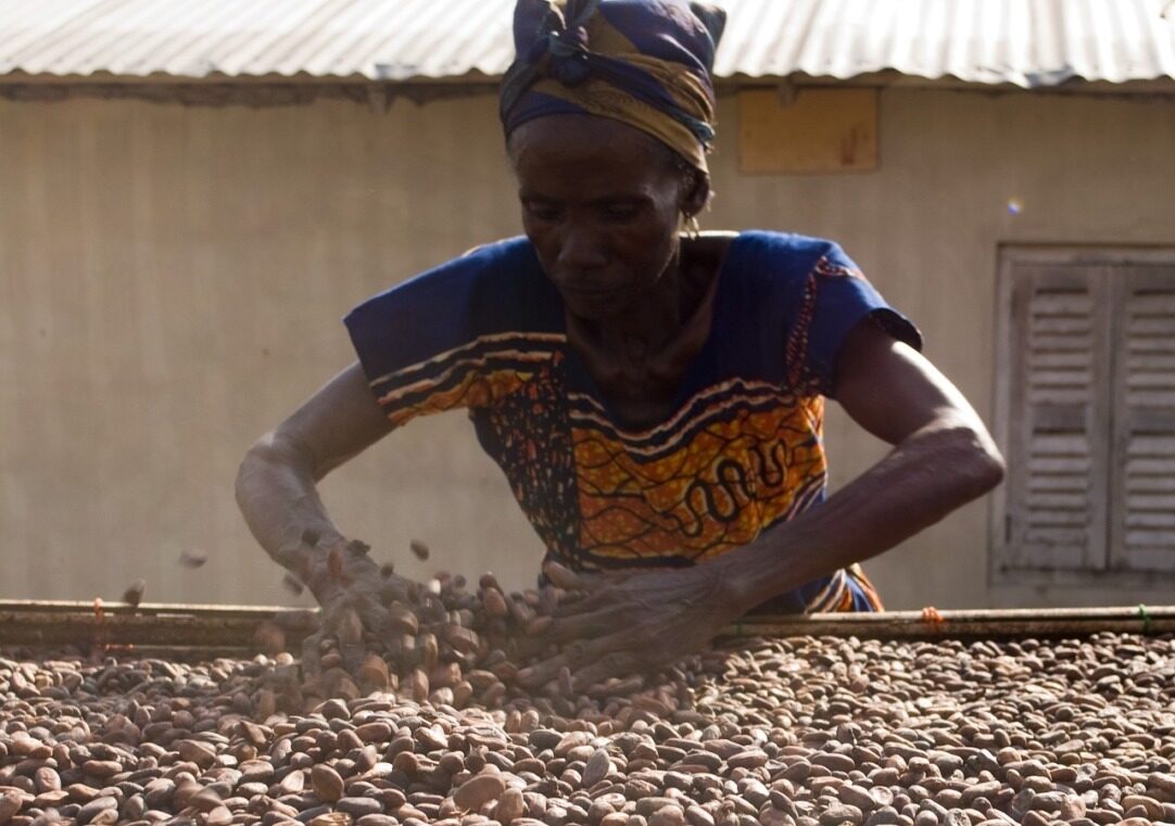 cacao, cotatii, pret, ciocolata