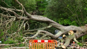 gripa aviara, masuri, sua, vaci