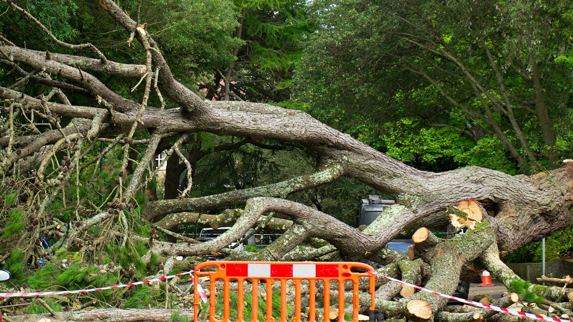 gripa aviara, masuri, sua, vaci