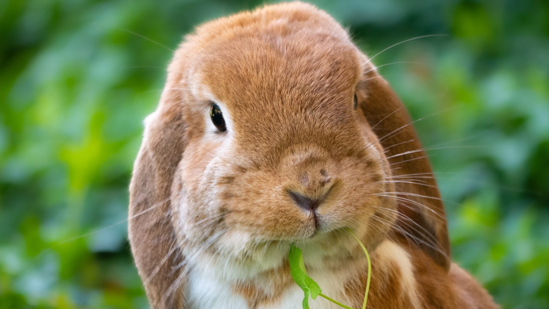 crescator, iepuri, bistrita-nasaud, sfaturi