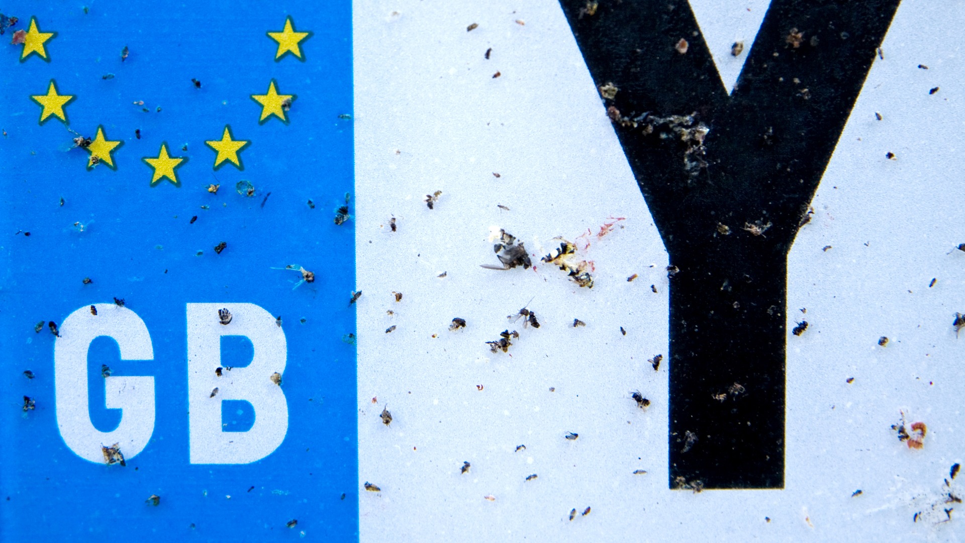 insecte, declin, studiu, marea britanie