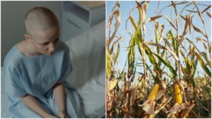 cancer, iowa, porumb, azotat