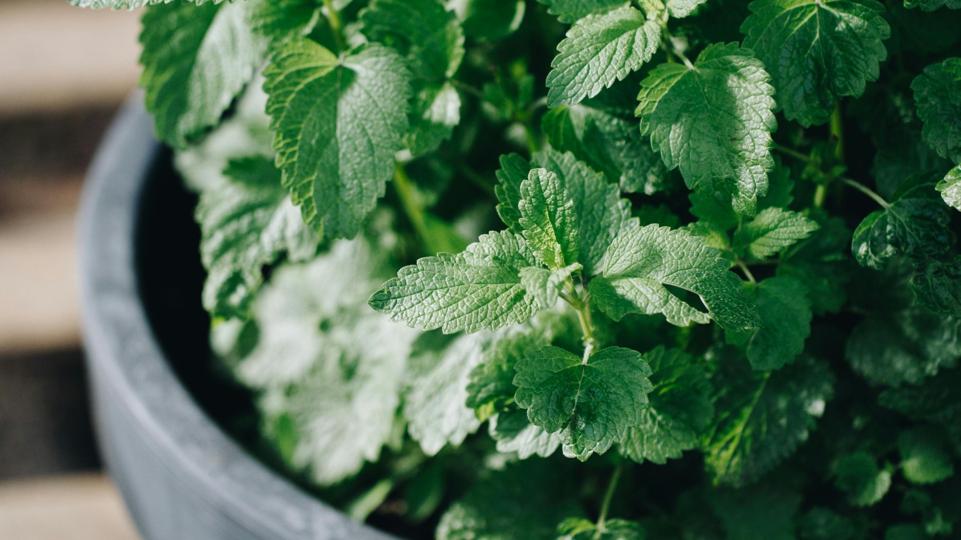 plante medicinale, balcon, sanatate, primavara