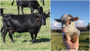 cancer, iowa, porumb, azotat