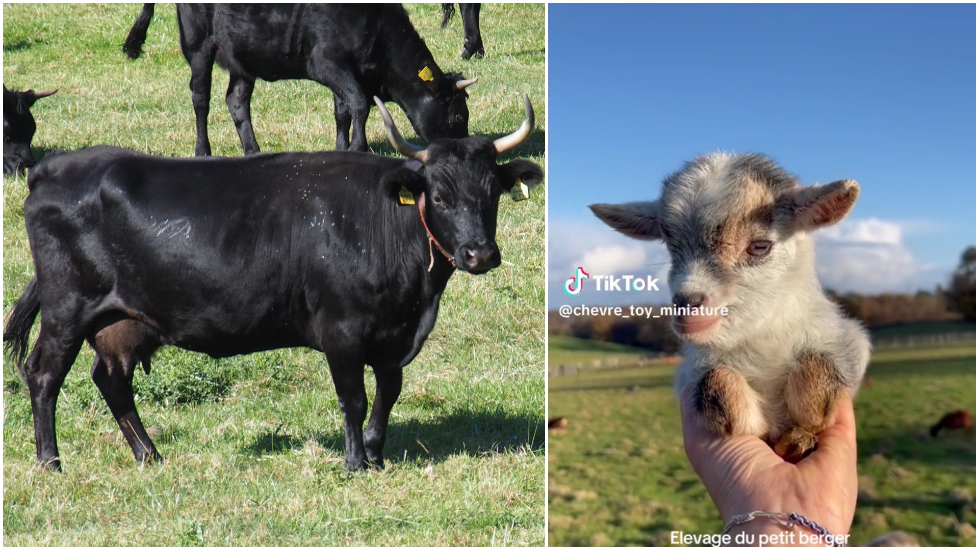 cancer, iowa, porumb, azotat