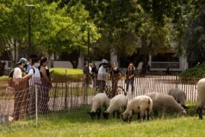 oi, stres, studiu, universitatea din california