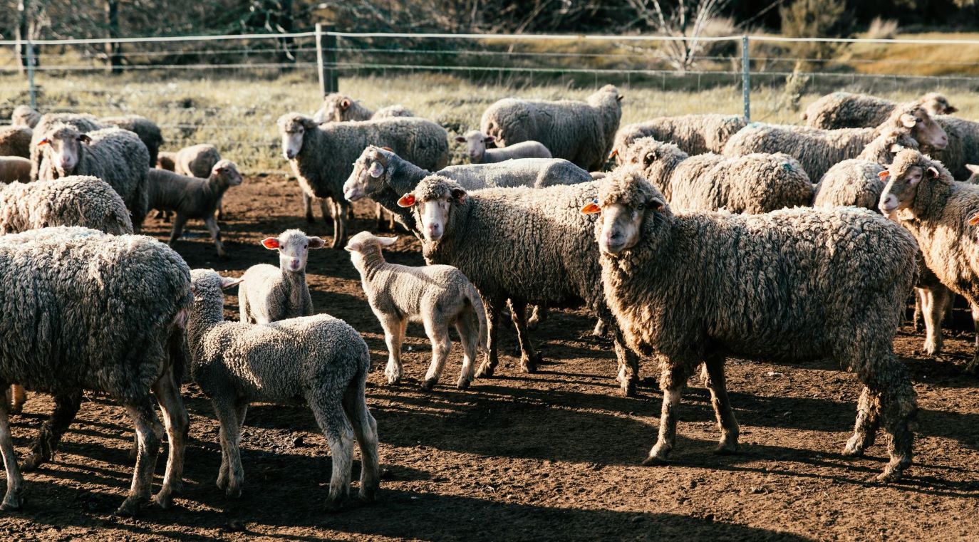ovine vii, iordania, romania, pesta micilor rumegatoare