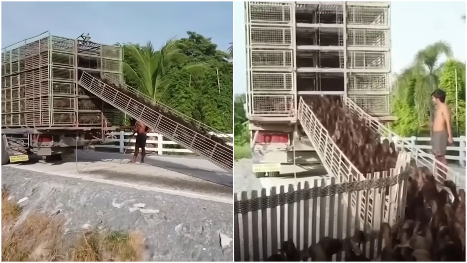 rate, pesticide, carne, oua