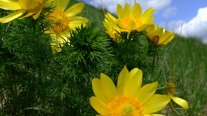 centre gastronomice, ruscuta de primavara, mures, sanpetru de campie