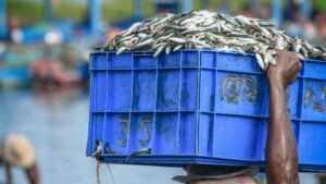 pesti, carne rosie, sardine, studiu