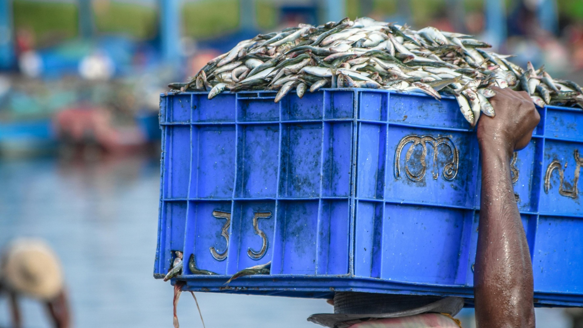 pesti, carne rosie, sardine, studiu