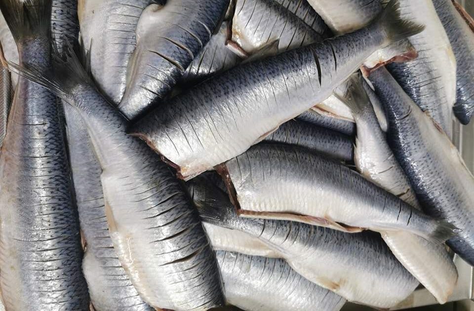 traditii de florii cu scrumbii, peste, parcul izvor, bucuresti