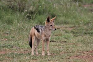 scali, vaslui, ferme, invazie