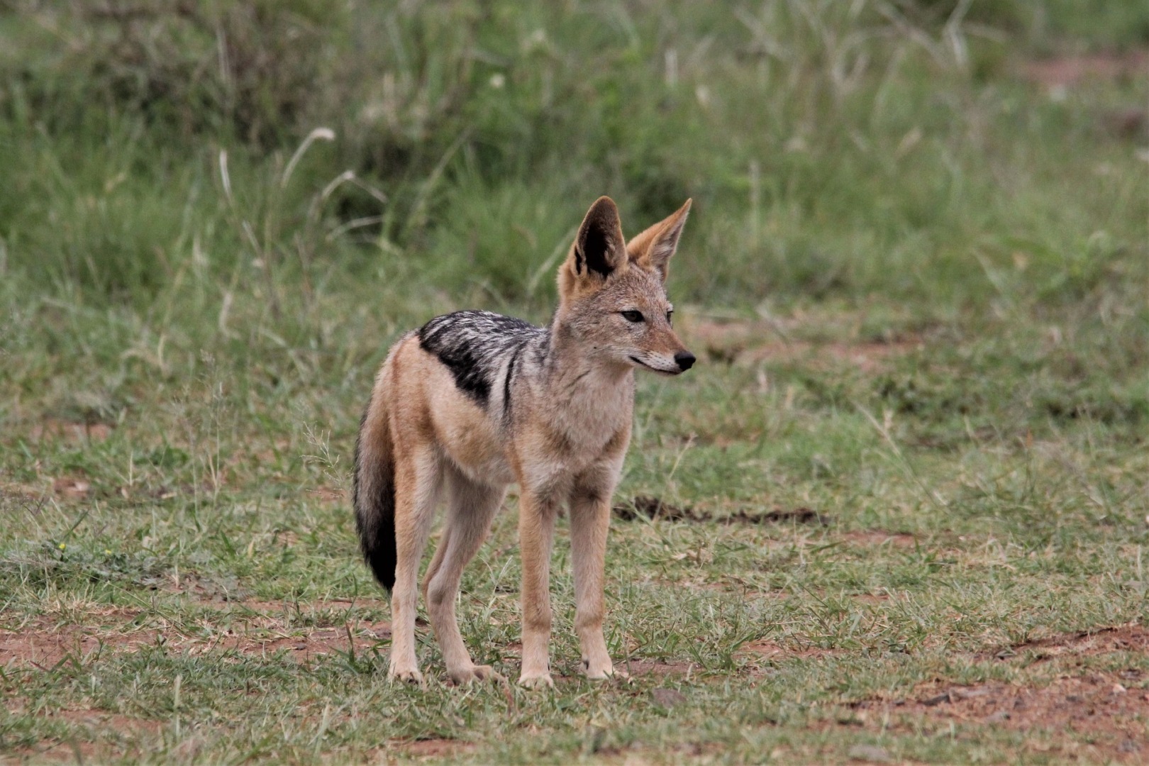 scali, vaslui, ferme, invazie