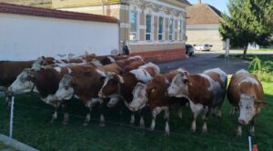 vaci in fata primariei