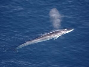 japonia, vanatoare, balene, gastronomie