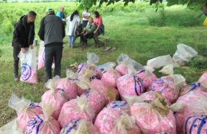 fermieri, trandafiri, bulgaria, recoltare