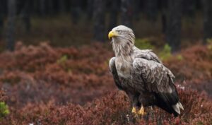 codalb, vultur, anglia, miei