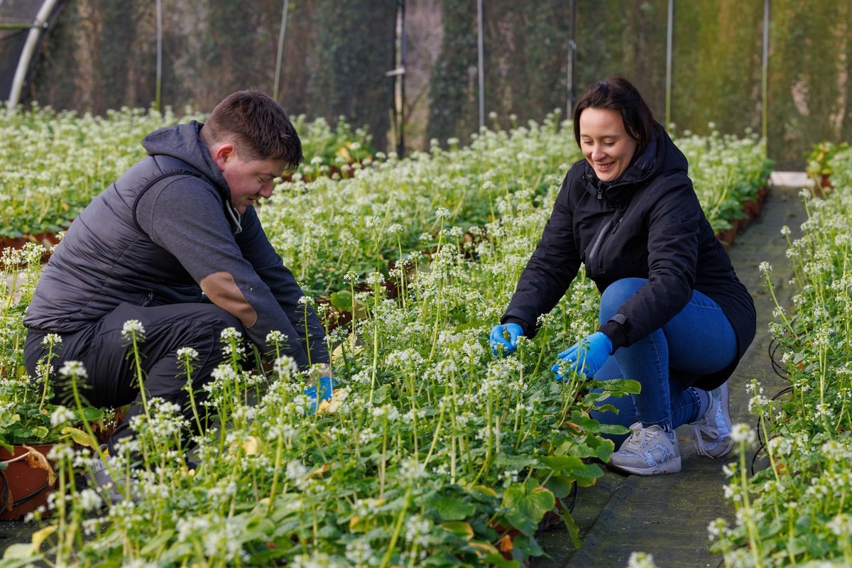 wasabi, sushi, Japonia, Irlanda