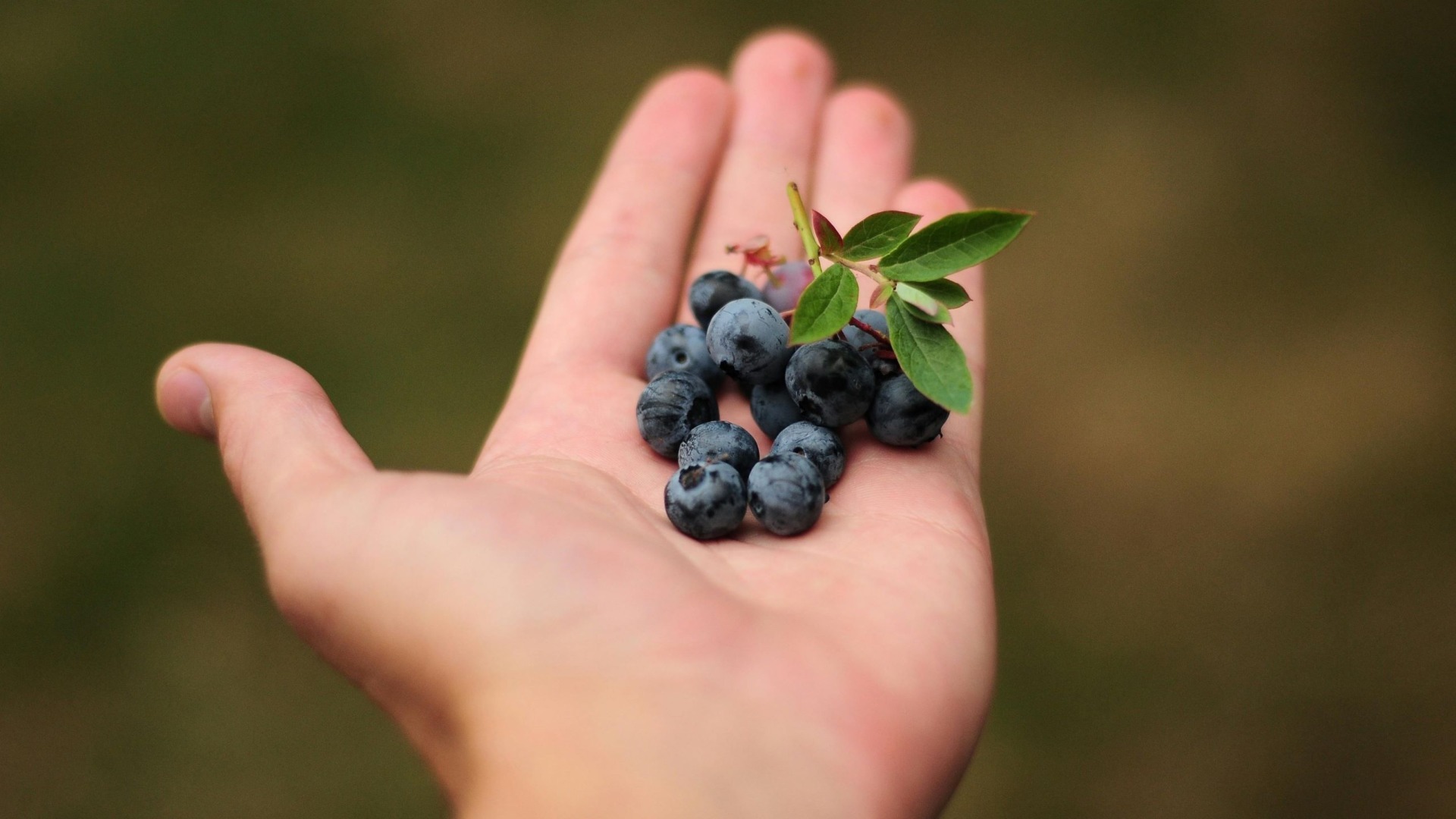 Afinele din Romania concurează puternic pe piețele din Germania și Olanda.