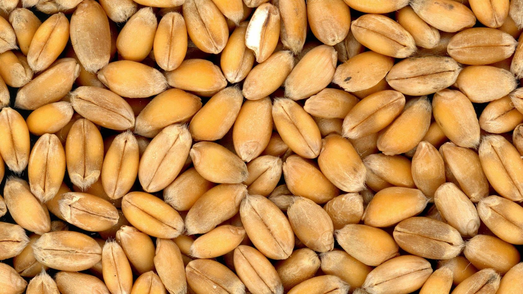 romania pe primul loc la exportul de cereale