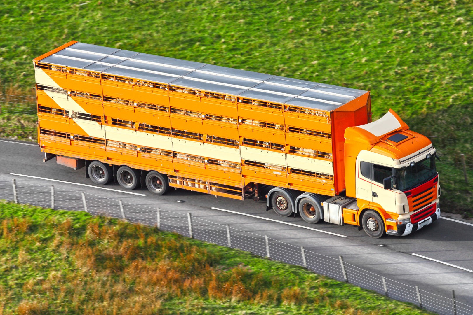 marcel ciolacu, memorandum, exporturi, carne, turcia