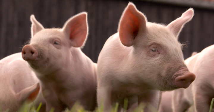 porc, carne de porc, industria porcului