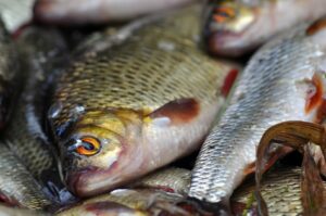 administratia-deltei-autorizeaza-in-premiera-nave-de-transport-pentru-peste-catre-punctele-de-comercializare