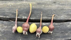 avortarea fructelor, pomi fructiferi, Cluj Napoca