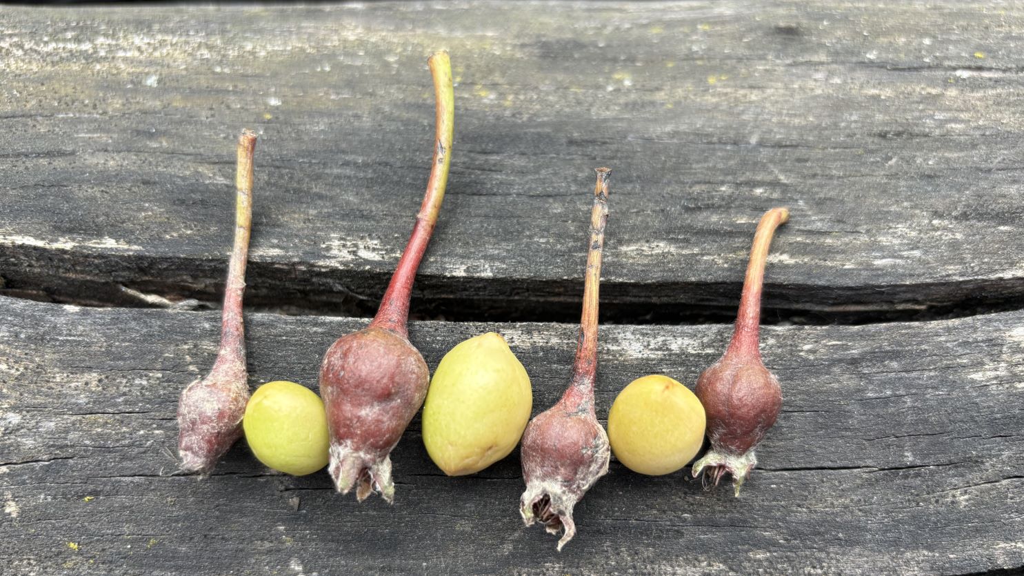 avortarea fructelor, pomi fructiferi, Cluj Napoca