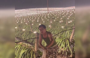 video, fructul dragonului, china, lumini