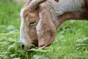 capre, parc, glencoe, plante invazive