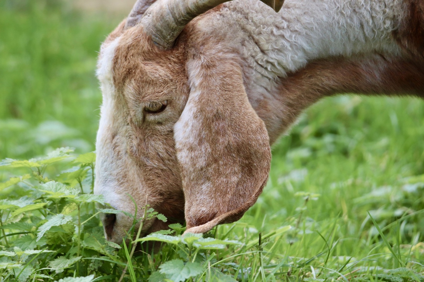 capre, parc, glencoe, plante invazive