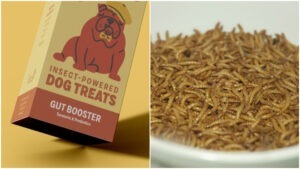 Sursa foto: Some Grub/Wikimedia Commons