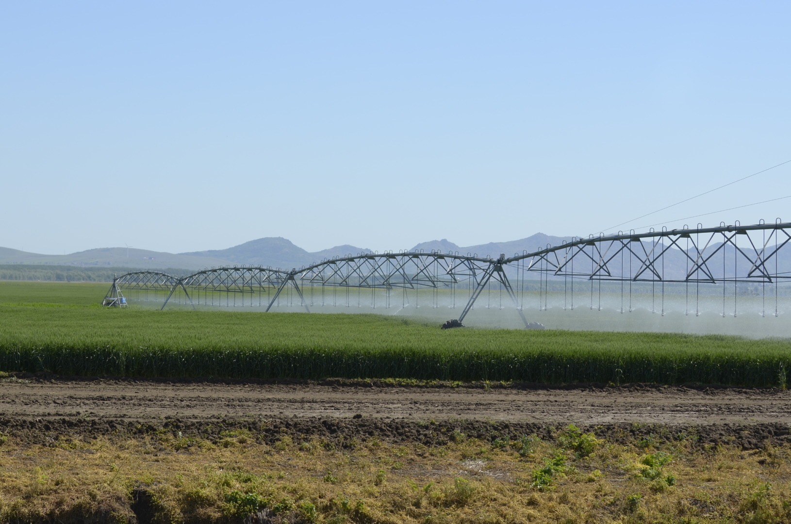romania, irigatii, porumb, florin barbu