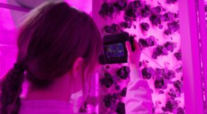 laborator, marea britanie, plante, roboti